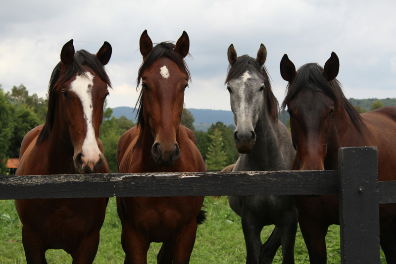 Rescued Horses