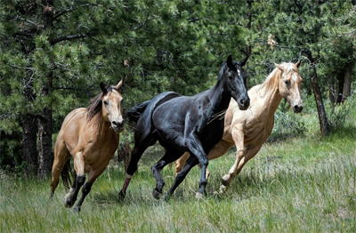 Equines